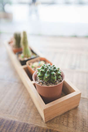 Selective focus of Cute Cactus in small pot with warm light from the windowの写真素材