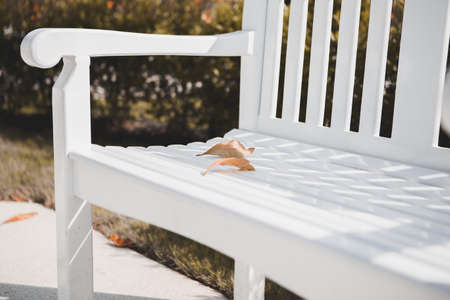 Leaves dry on a white bench in the parkの写真素材