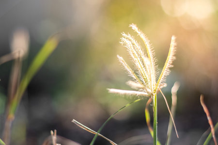 Grass flower with sunlight on blurred background
