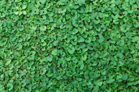 Beautiful green leaf texture background with warm lightの写真素材