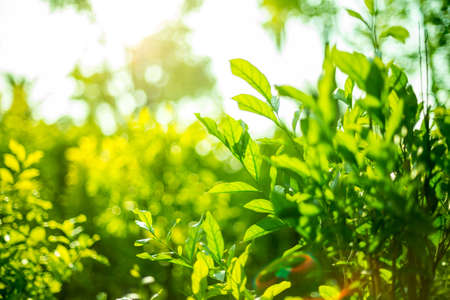 Green shrubs With sunlight on background blurredの写真素材