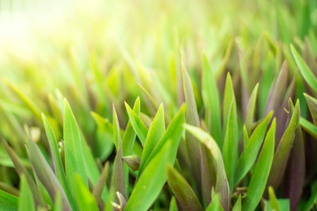 Green shrubs With sunlight on background blurred