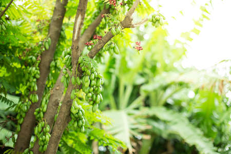 Bilimbi tree with sunlight on natural blurred backgroundの写真素材