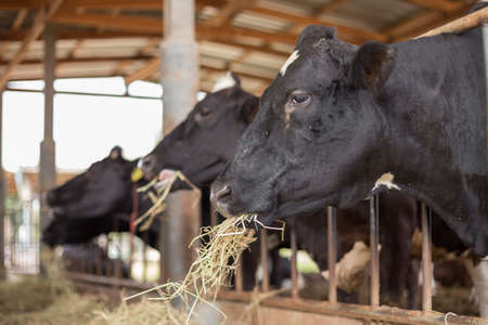 Cows are eating grass on the farmの写真素材