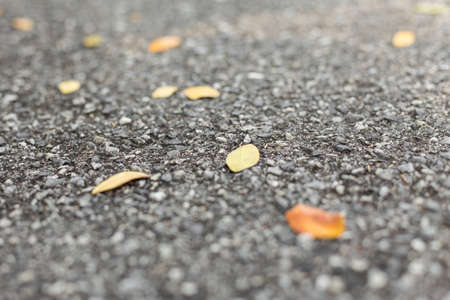 Selective focus of Dry leaves on the road backgroundの写真素材