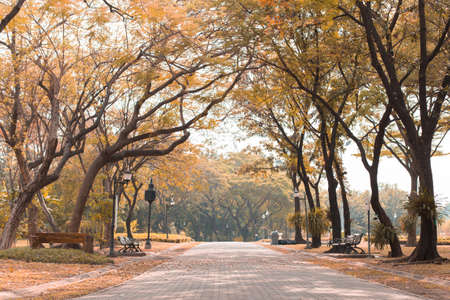 Road in the beautiful park background with sunlightの写真素材