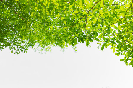 Beautiful green leaf on white background and copy space