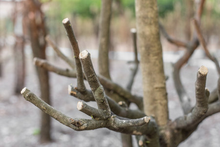 Top view of Selective focus and Close up Trees cut texture background
