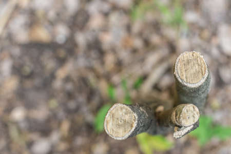 Top view of Selective focus and Close up Trees cut texture backgroundの写真素材