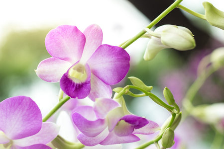Beautiful white and purple orchid on a blurred background with sunlight