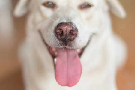 Selective focus and Close up nose of White dog looking at cameraの写真素材