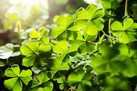 Close up of Backlit Beautiful Wood Sorrel  background with sunlight