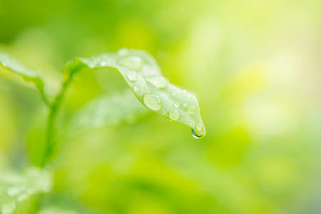 Close up of Dew on leaves texture background with warm lightの写真素材