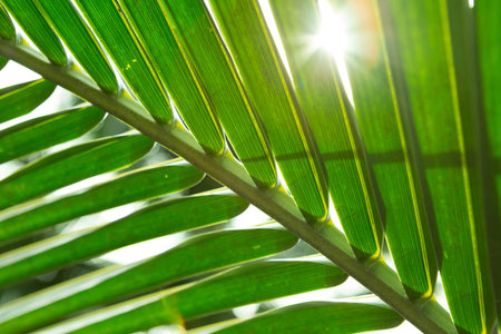 Close up of coconut leaves with sunlight texture background