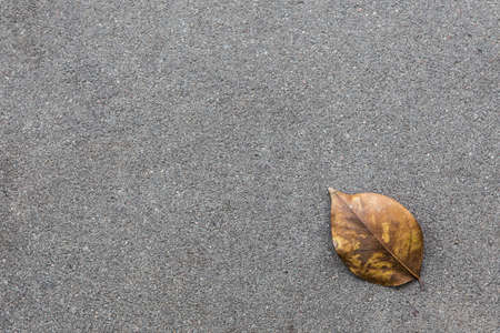Dry leaves on the concrete floor and copy spaceの写真素材