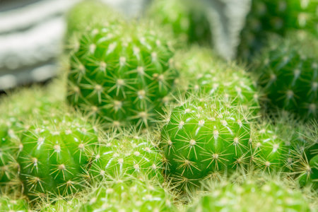 Selective focus of cactus in pot with warm light on blurred background
