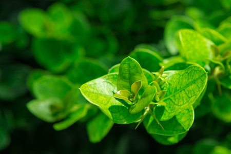 Close up of Beautiful green leaves on a black backgroundの写真素材