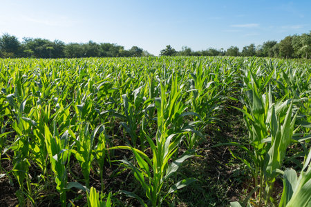 Beautiful cornfields on blue sky background