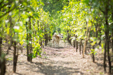 Dog in the beautiful Melientha suavis garden with morning sunlightの写真素材