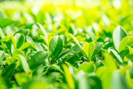 Selective focus of Green shrubs With sunlight on background blurred