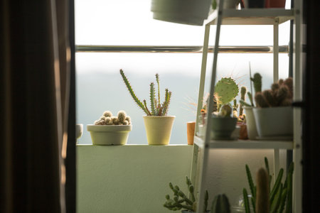 Small cactus on the shelves on the terrace with sunlightの写真素材