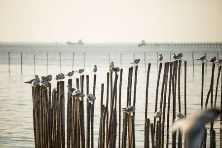 Many seagulls are perched on the logs of the seaの写真素材