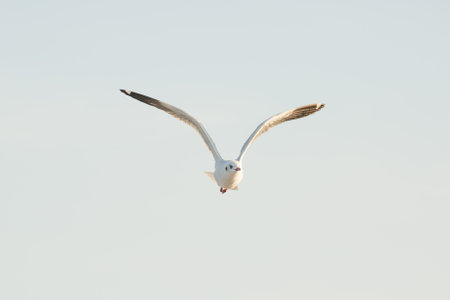 Seagulls from Siberia
are flying on the sky above the seaの写真素材