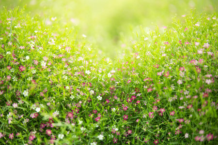 Selective focus of Gypsophila with sunlight for background