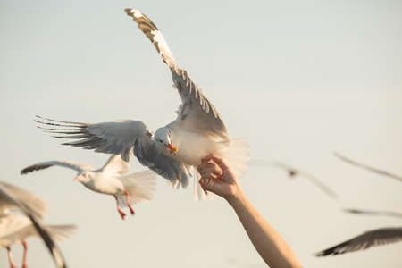 Seagulls from Siberiaare flying to eat food from human handsの写真素材