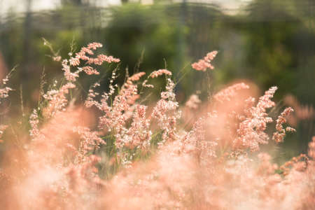 Selective focus Clump of grass with evening sunlightの写真素材