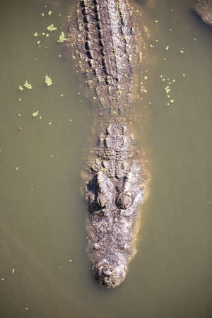 Big crocodile in the swamp with sunlightの写真素材