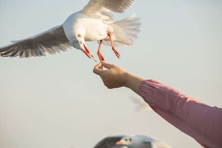 Seagulls from Siberia
are flying to eat food from human handsの写真素材