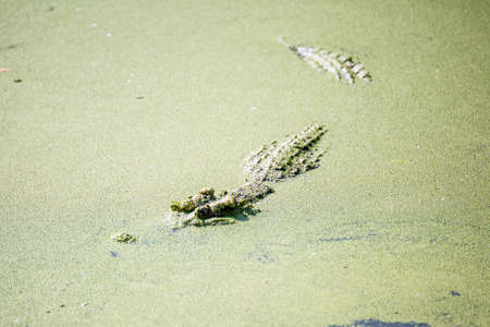 Big crocodile in the swamp with sunlightの写真素材