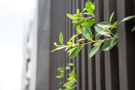 Selective focus of tree on the balcony of the apartment to relax for city lifeの写真素材