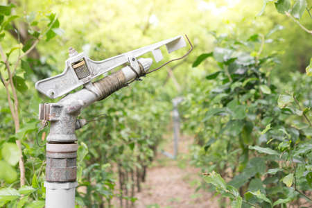 Selective focus of Big sprinkler head for agriculture in farming with sunlightの写真素材