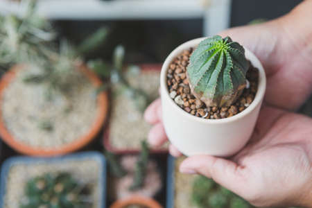 Hand holding Euphorbia Obesa cactus in a pot with sun light on blurred backgroundの写真素材