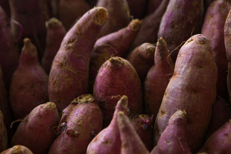 Very purple sweet potato after harvest. Healthy and vegetarian food concept.の写真素材