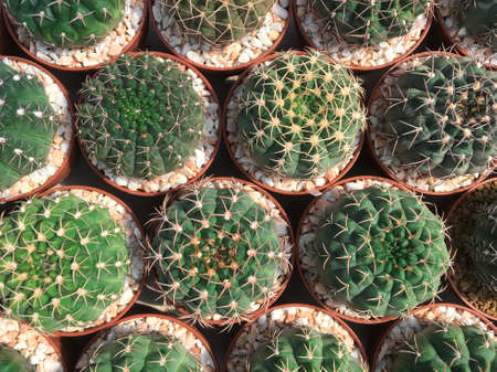 Top view of gymnocalycium cactus in a pot with sun light on blurred backgroundの写真素材