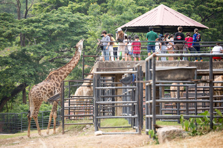 Chonburi Thailand , April 16 , 2022 : Many people feeding the giraffes on the safariのeditorial素材