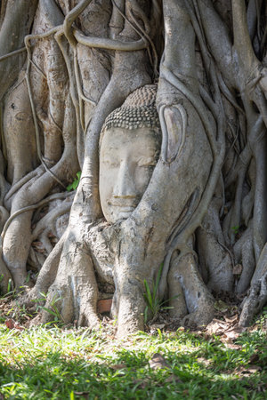 The Buddha head in the tree at Wat Mahathat is amazing Thailand and popular with tourists from all over the world.の写真素材