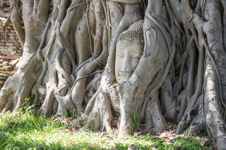 The Buddha head in the tree at Wat Mahathat is amazing Thailand and popular with tourists from all over the world.の写真素材