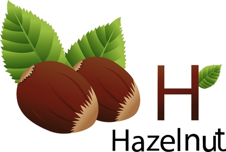 font h with hazelnutの写真素材