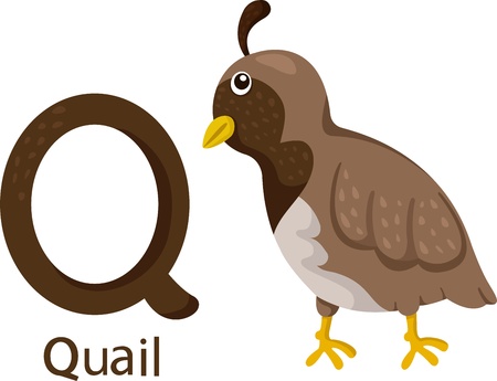 Illustrator of Q with quailのイラスト素材