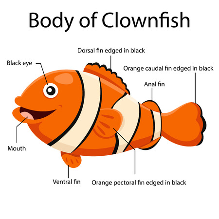 Illustrator body of clownfishのイラスト素材