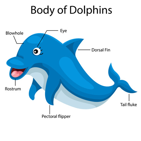 Illustrator body of dolphinsのイラスト素材