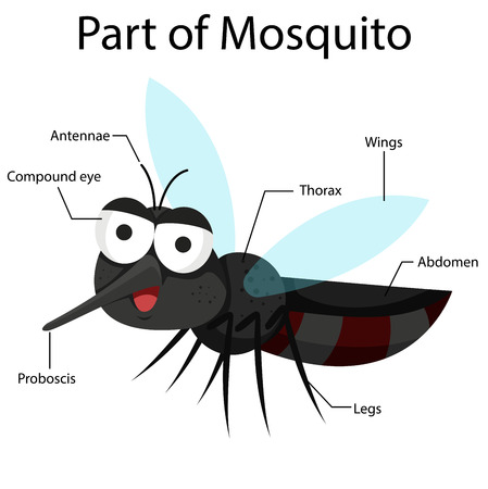 Illustrator part of mosquitoのイラスト素材