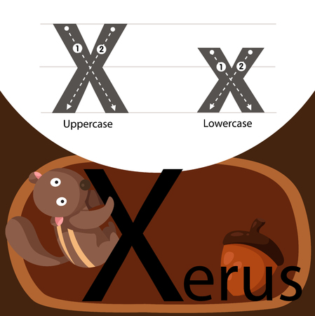 Illustrator of xerus with a fontのイラスト素材