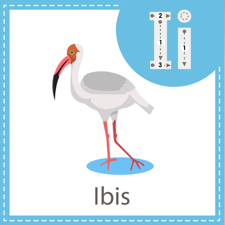 Illustrator of Ibis birdのイラスト素材