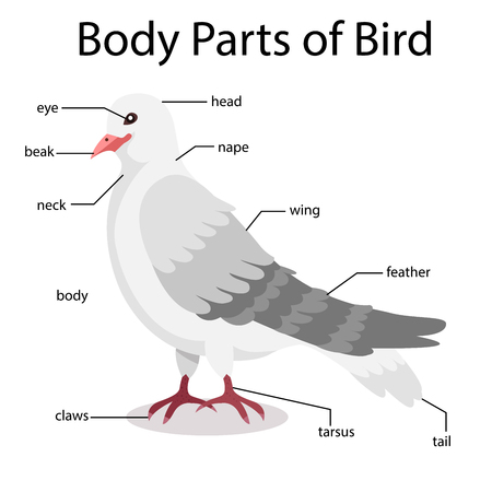 Illustrator of body parts of birdのイラスト素材