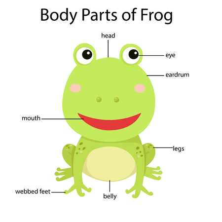 Illustrator of body parts of frogのイラスト素材